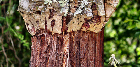 close up of a tree trunk with textured bark and green foliage in the background highlighting natural beauty and ecosystem diversity 4 natural wonders 4 seasons 4 elements
